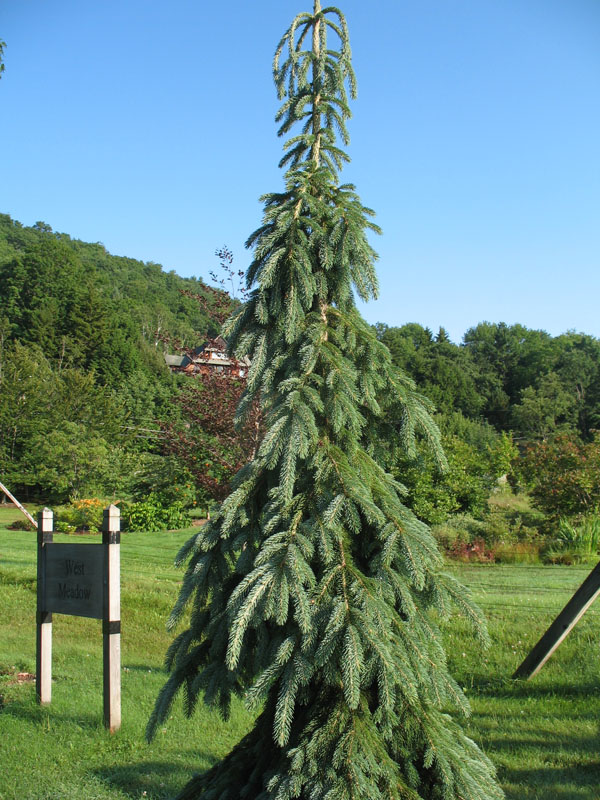 Online Plant Guide Picea glauca 'Pendula' / Weeping White Spruce